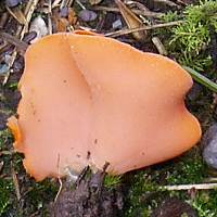 Aleuria aurantia - infertile surface and stem