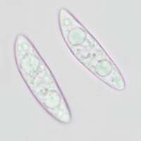 Ascospores of Ascocoryne sarcoides