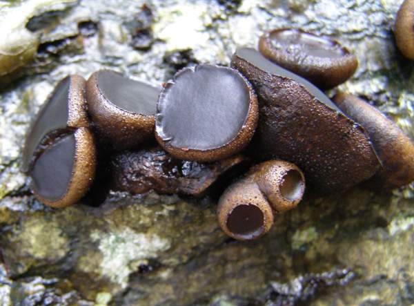 Bulgaria inquinans - Black Bulgar