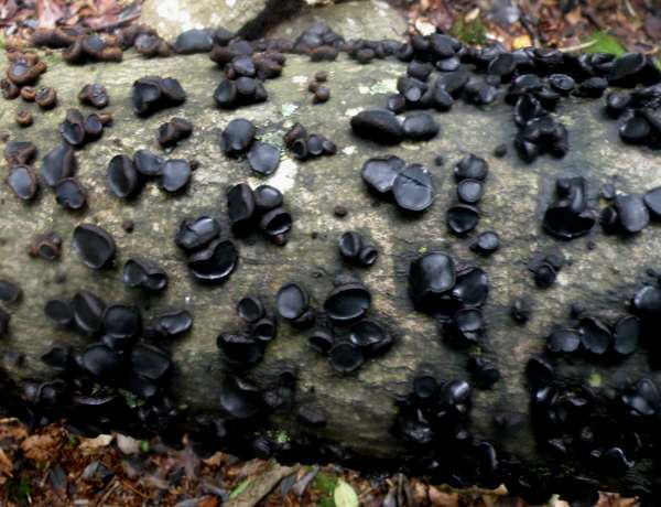 Bulgaria inquinans - Black Bulgar on a wind-thrown Ash trunk