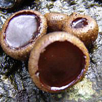 Closeup picture, Bulgaria inquinans, young fruitbodies