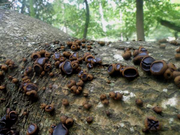 Bulgaria inquinans - Black Bulgar, Scotland