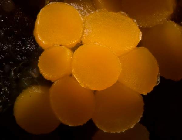 Byssonectria terrestris, Butterycups