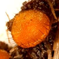 Close-up of Cheilymenia fimicola