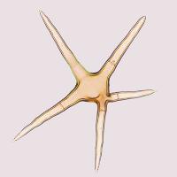 Stellate hairs of <em>Cheilymenia stercorea</em>