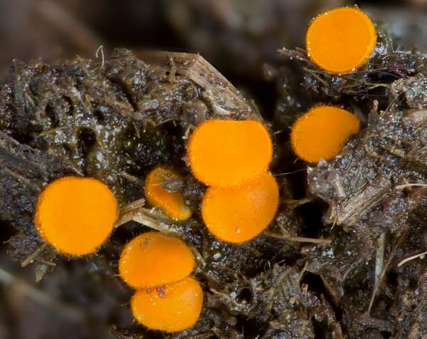 Cheilymenia stercorea