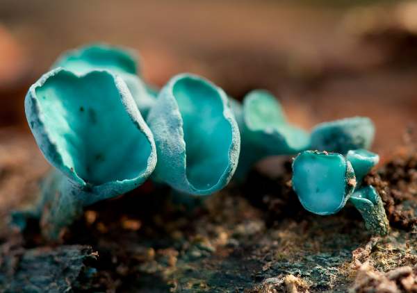 Chlorociboria aeruginascens, Green Elfcup, Wales, UK