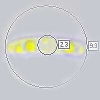 Spore, Chlorociboria aeruginosa