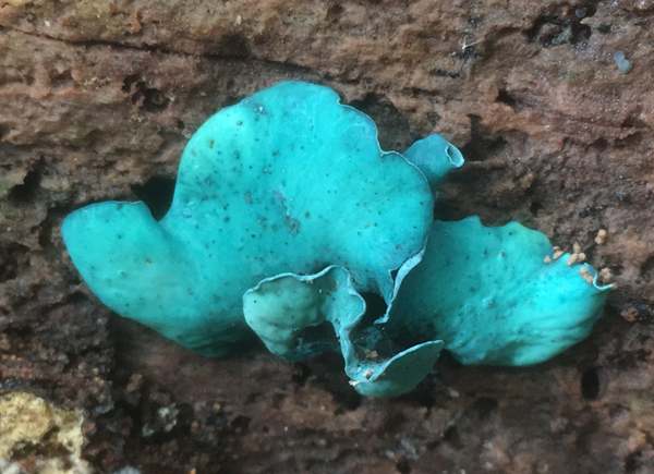 Chlorociboria aeruginosa - Emerald Elfcup, southern England