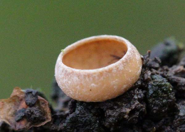Ciboria caucus, Alder Cup