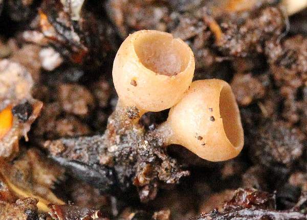 Ciboria caucus, Alder Cup, side view