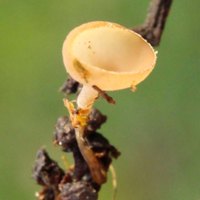 Apothecia of Ciboria caucus