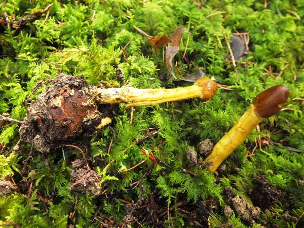 Cordyceps capitata, Drumstick Truffleclub