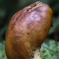 Fertile head of Cordyceps capitata