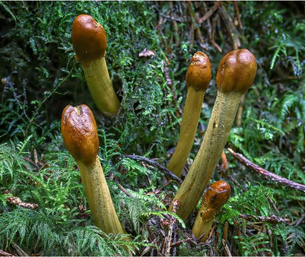 Cordyceps capitata, Drumstick Truffleclub, Stocks Reservoir, UK