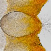 Cordyceps militaris - perithecium