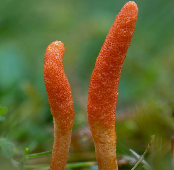 Cordyceps militaris – Scarlet Caterpillarclub