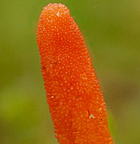 Cordyceps militaris - closeup of fertile surface