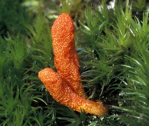 Cordyceps militaris – Scarlet Caterpillarclub in mossy ghrassland
