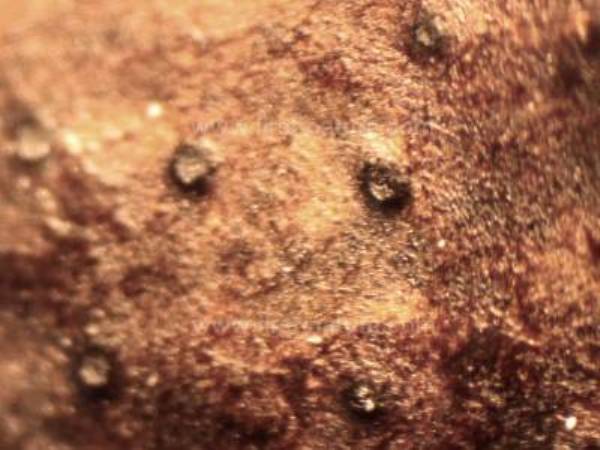 Daldinia concentrica