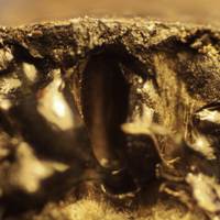 Closeup of a perithecium in cross section