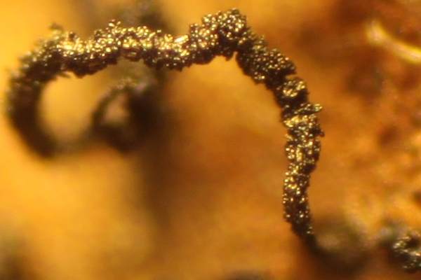 Spore ropes of Daldinia concentrica