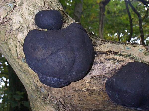 Daldinia concentrica