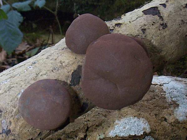 King Alfred's Cakes grow on  a tree in Penhow Woods