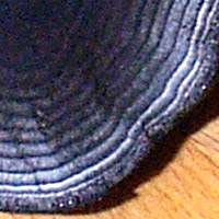 Cross-section of a King Alfred's Cake showing the concentric bands.