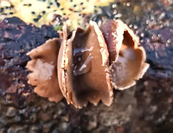 Spring Hazelcup fungus - mature apothecia showing fertile surfaces
