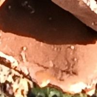 Closeup of fertile surface of Spring Hazelcup fungus