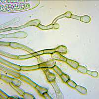 Paraphyses of Geoglossum cookeanum