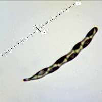Spore of Geoglossum cookeanum