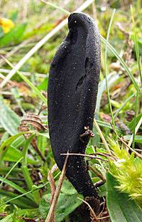 Geoglossum cookeanum, North Wales, UK