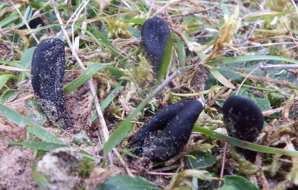 Geoglossum cookeanun in a sand dune, Anglesey