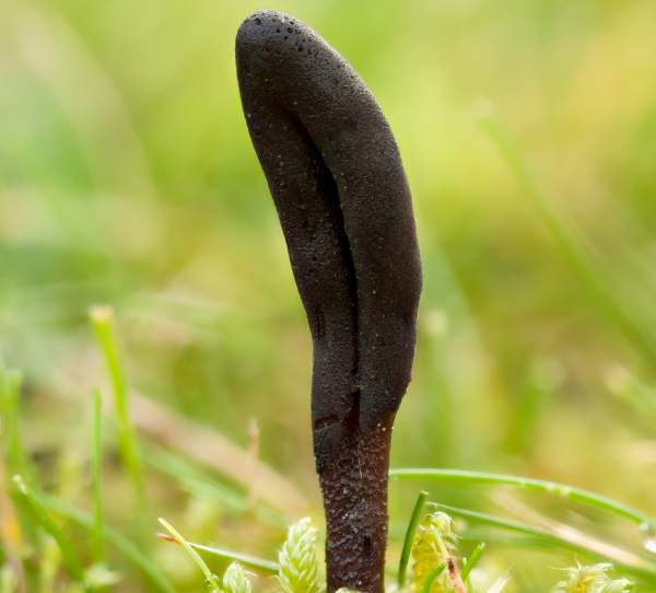 Geoglossum fallax, France