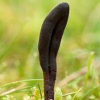 Geoglossum fallax, North Wales, UK