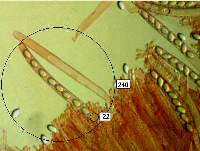 Asci of Geopora arenosa