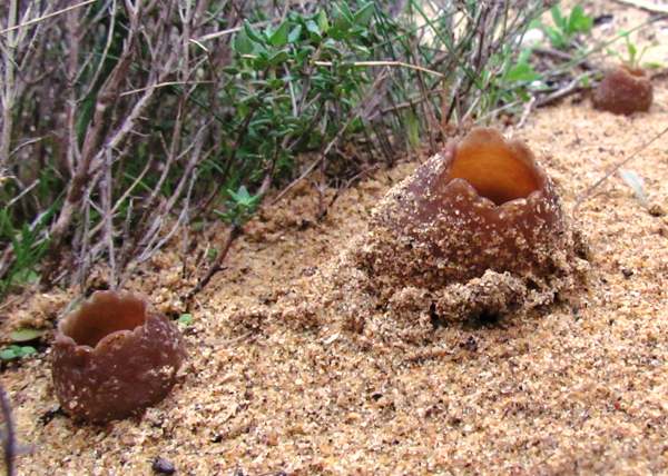 Geopora arenosa