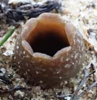 Geopora arenosa - close-up on a cup