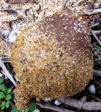 Geopora arenosa - base and infertile outer surface