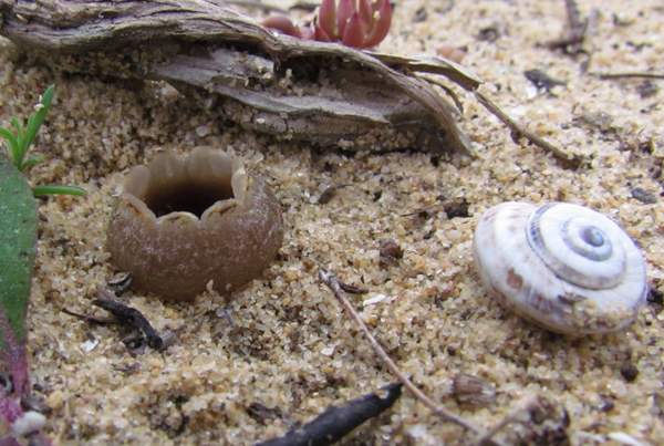 Geopora arenicola, western Algarve, Portugal
