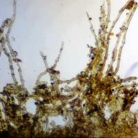 Hairs on exterior of Cedar Cup Geopora sumneriana