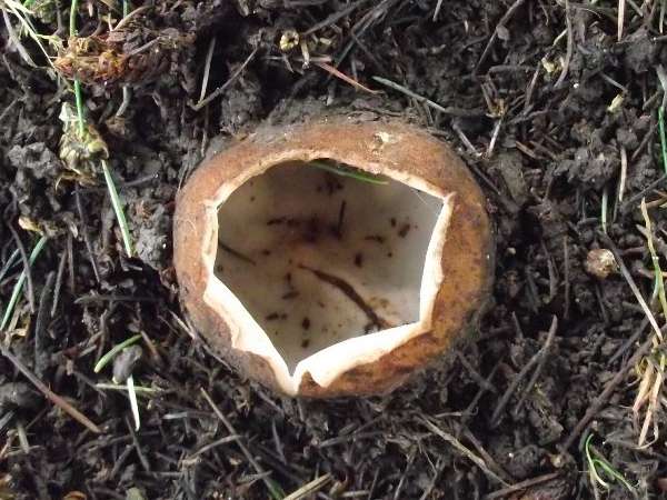 Geopora sumneriana, Cedar Cup