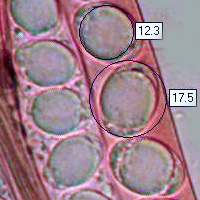 Spores, Helvella atra