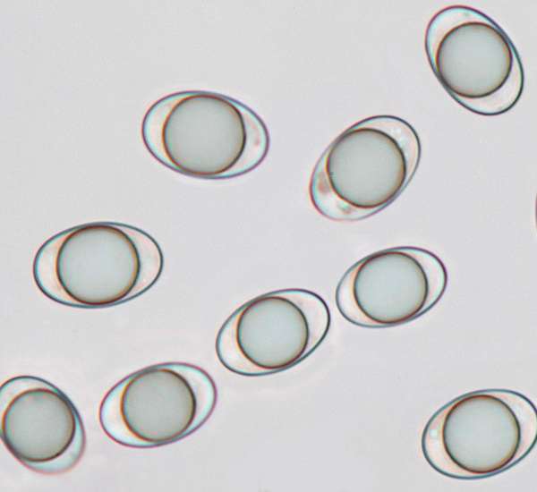 Spores of Helvella atra