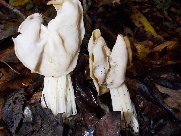 Helvella crispa, White Saddle, Wales, UK