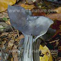 Cap of Helvella lacunosa