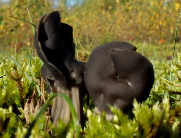Helvella lacunosa, Elfin Saddle, in mossy scrubland with birch