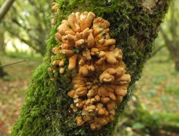 Hazel Gloves fungus, Hypocreopsis rhododendri